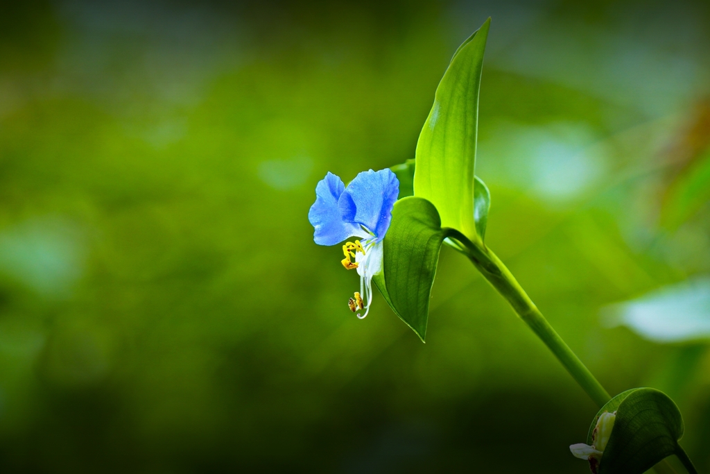 透かしツユクサ