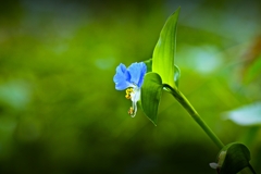 透かしツユクサ