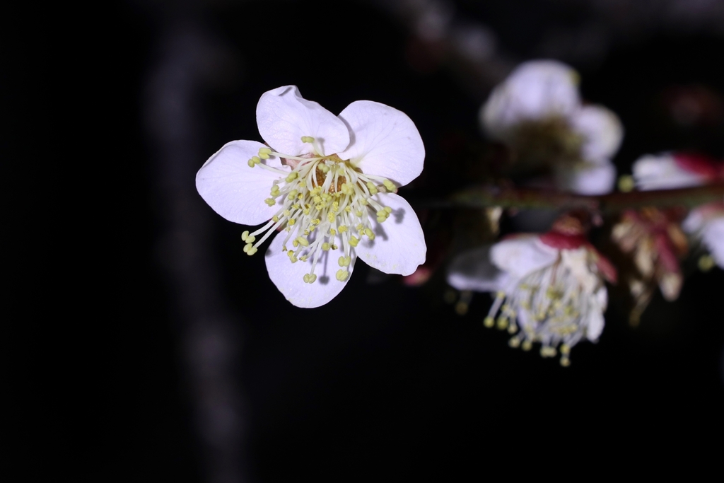 梅林公園にて.3