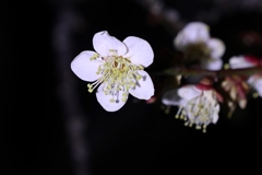 梅林公園にて.3