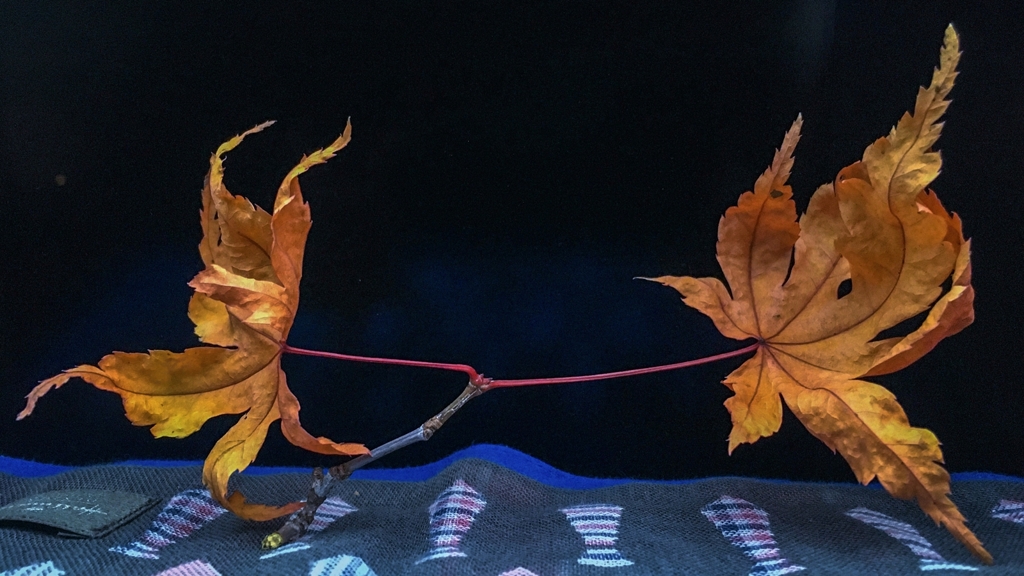 イロハモミジの落ち葉