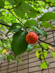 問題）これは何の実でしょう？