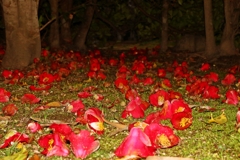 ツバキの落花