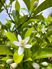 夏みかんの花