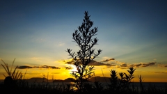 雑草のシルエット