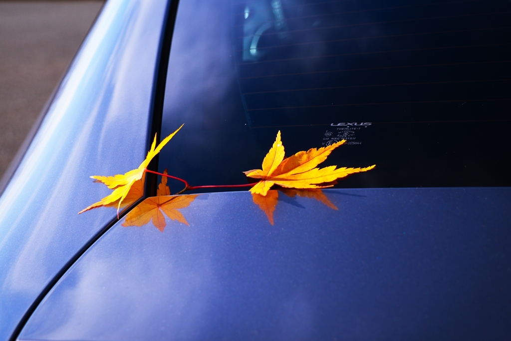 振り払う気になれない