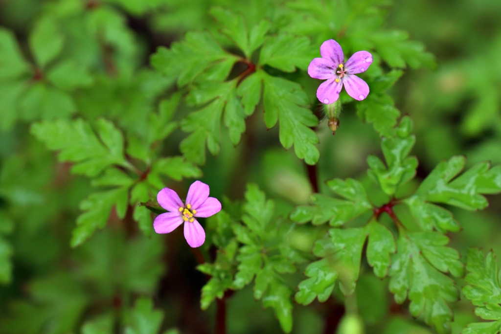 ヒメフウロ（姫風露）