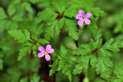 ヒメフウロ（姫風露）