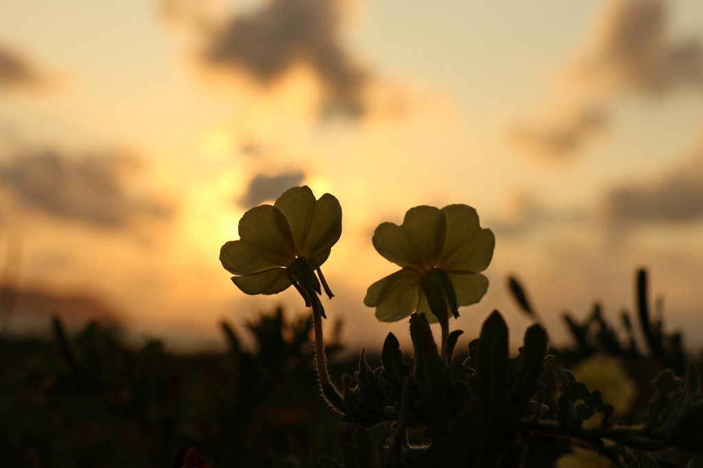 夕焼けシルエット