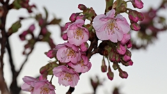 道の駅の河津桜