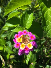 ランタナ咲いた