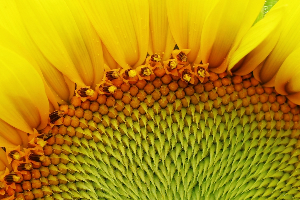 思い切り拡大すると・・・