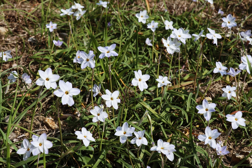 ハナニラ咲いた。