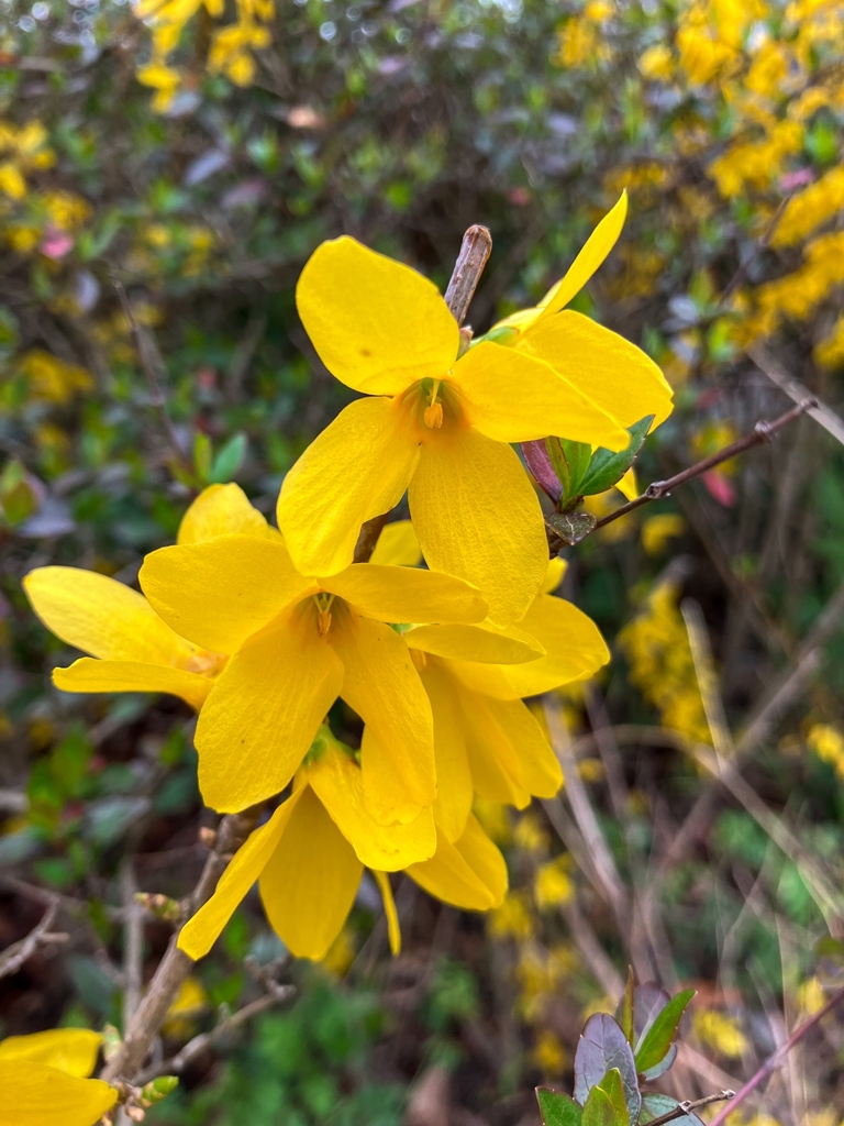 レンギョウ咲いた