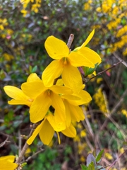 レンギョウ咲いた