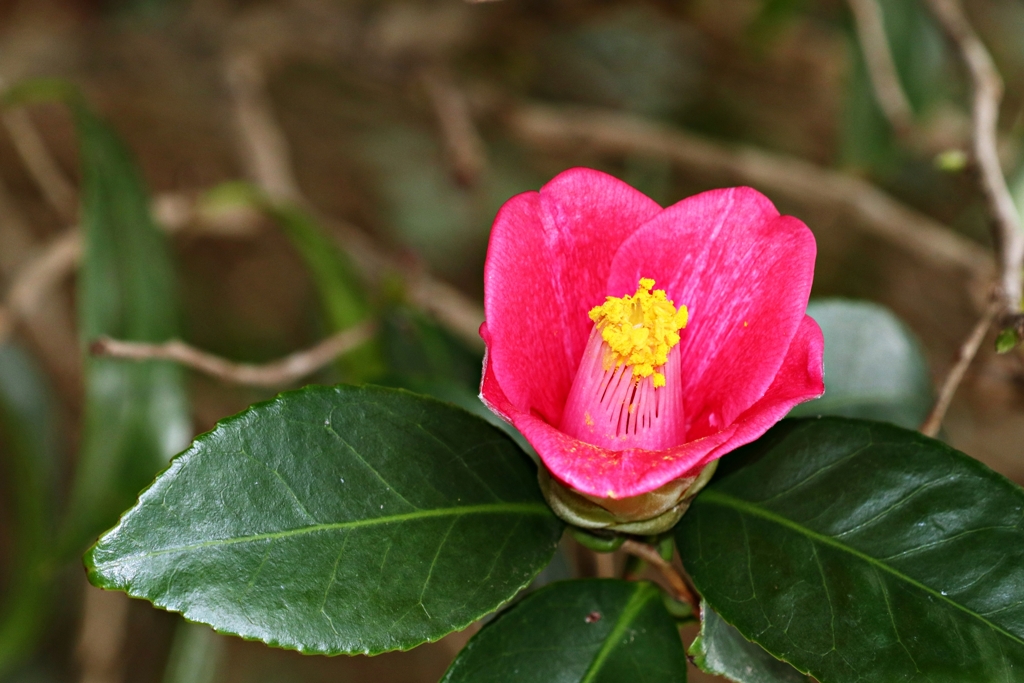 ヤブツバキ Ver.2