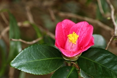 ヤブツバキ Ver.2