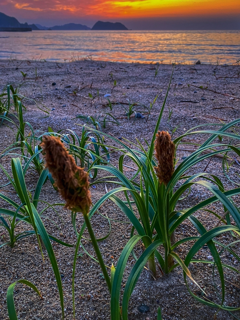 夕暮れのコウボウムギ（弘法麦）