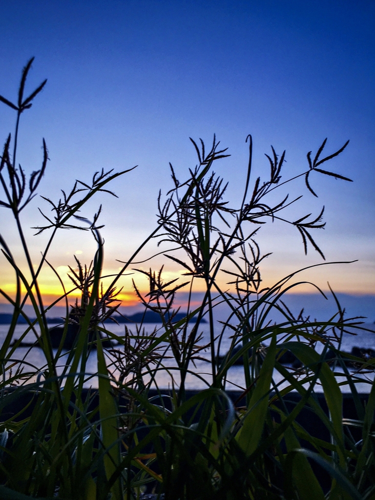 雑草のシルエットver.3