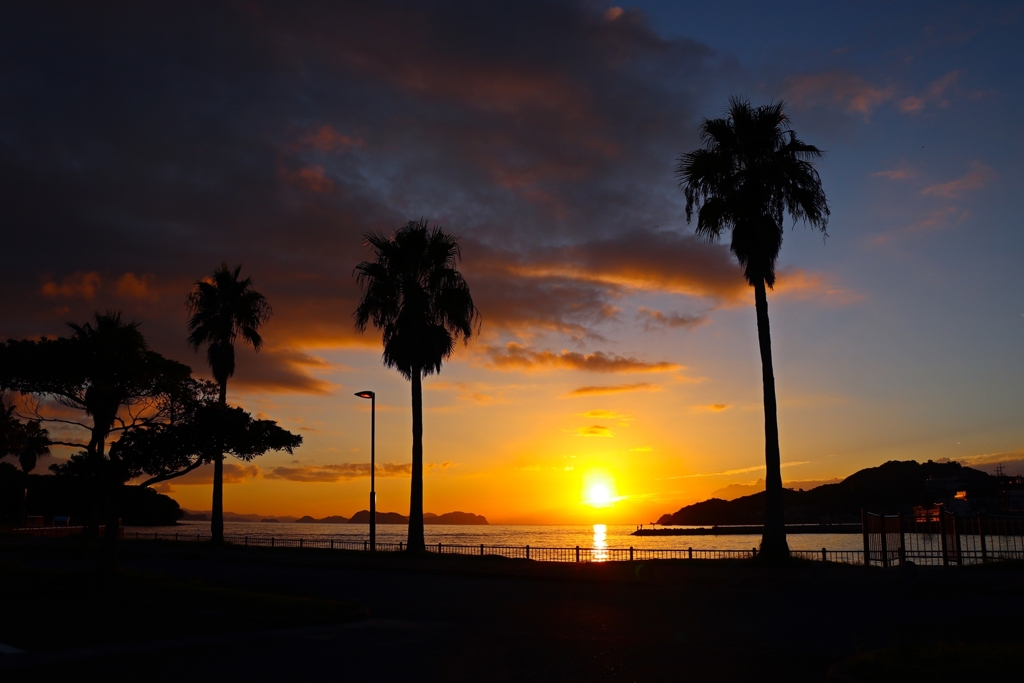 フェニックスのある夕景