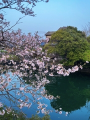 運河に垂れる桜