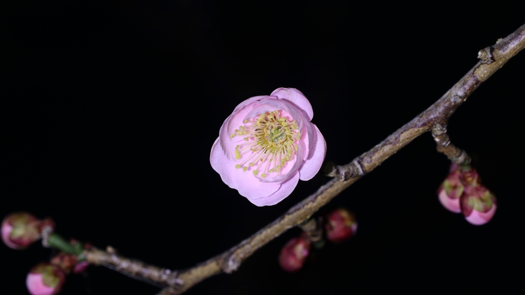 梅林公園にて.2