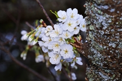 ソメイヨシノの亜系.3