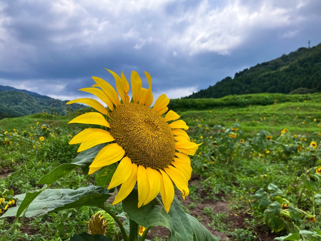 ひまわり畑