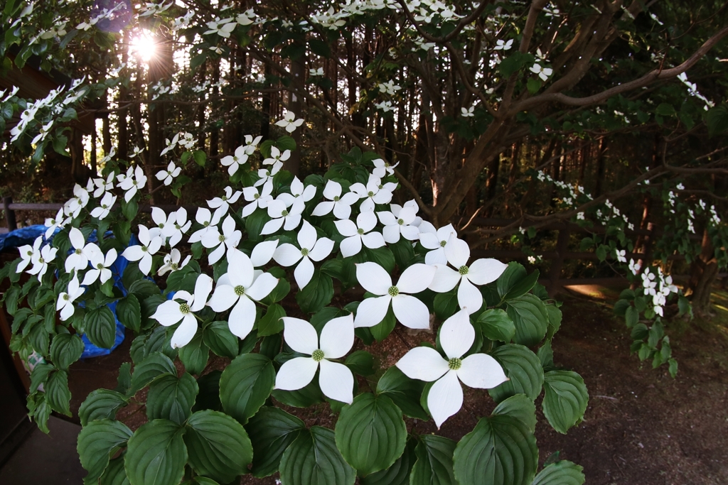 ヤマボウシの白い花