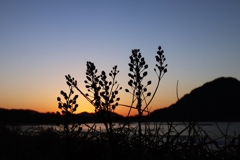 雑草のシルエット