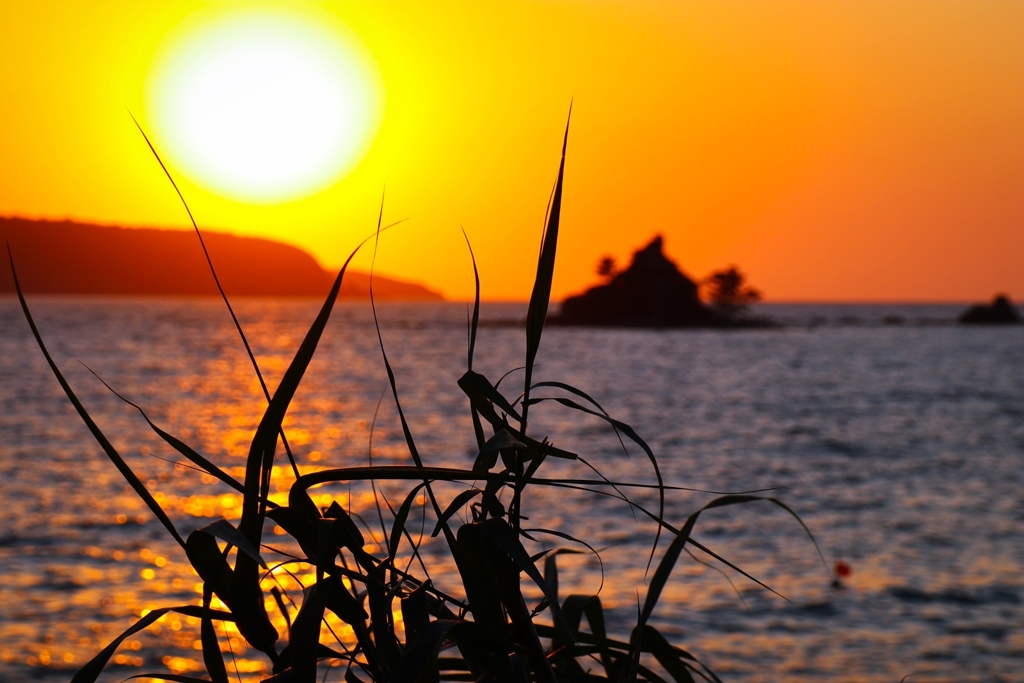 葦のシルエット