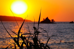 葦のシルエット