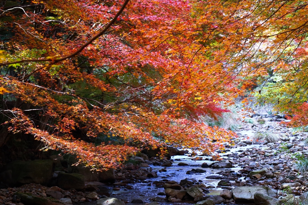大寧寺川にかかる紅葉