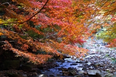 大寧寺川にかかる紅葉