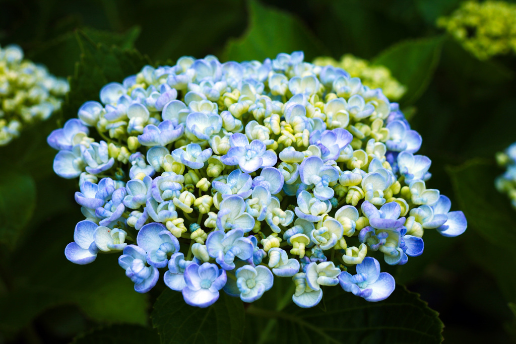 Hydrangea.2