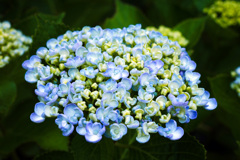 Hydrangea.2