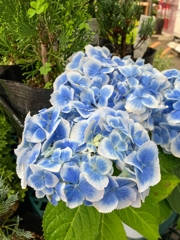 早くも紫陽花です！