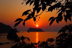 桜のシルエット