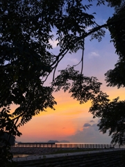 栴檀のシルエット