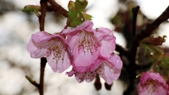 早すぎる河津桜