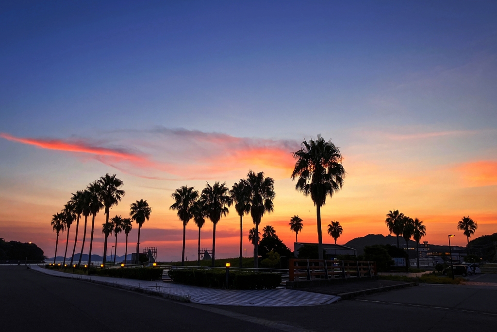 フェニックスのある夕景