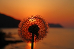 綿毛の向こう側