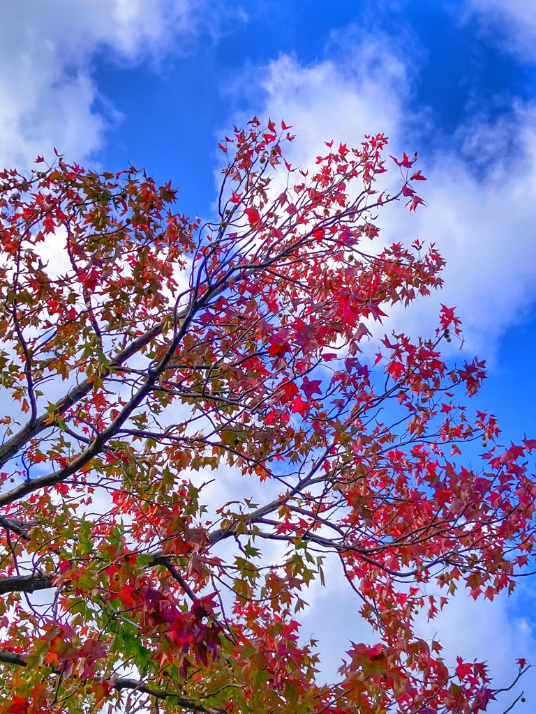 色づき始めたモミジバフウ