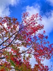 色づき始めたモミジバフウ