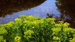 トウダイグサ.1