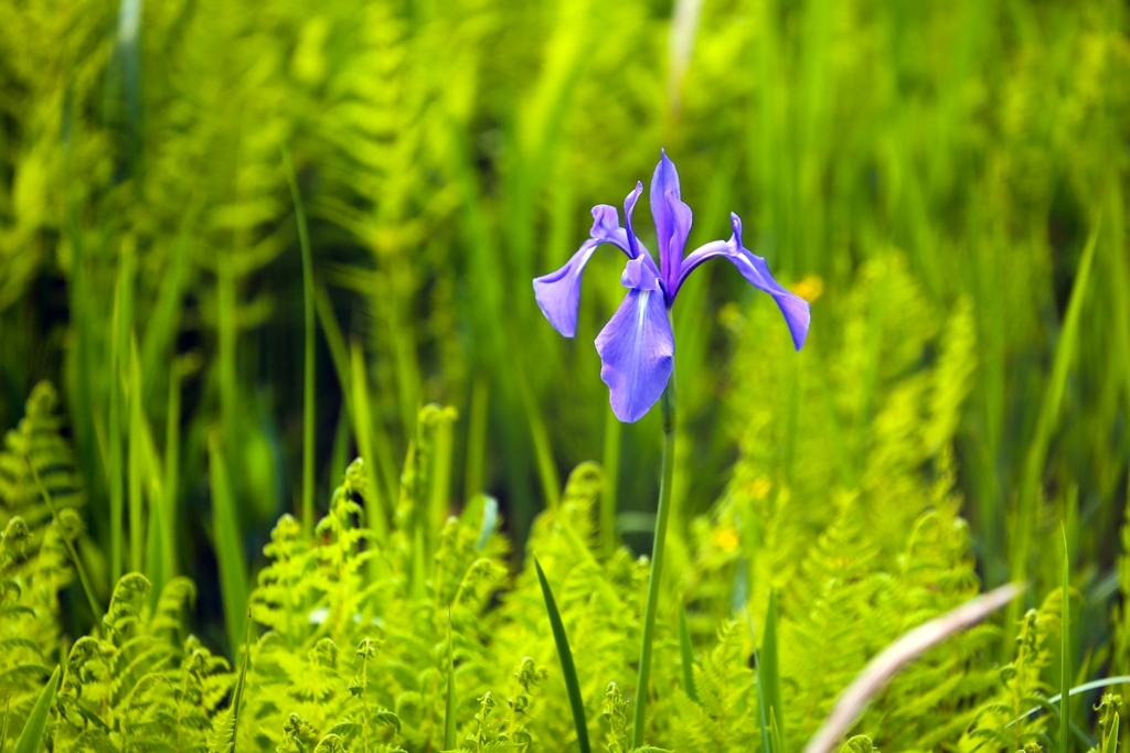 2019年5月のカキツバタ