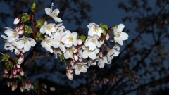 玉縄桜（ヤマザクラ）