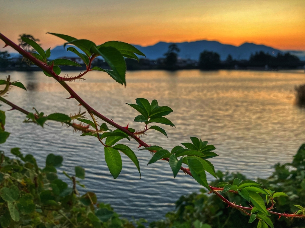 野ばらのひと枝