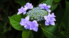 青紫色のガクアジサイ