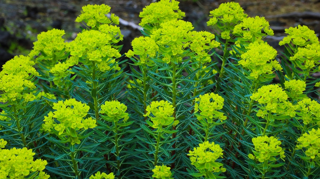 トウダイグサ.2